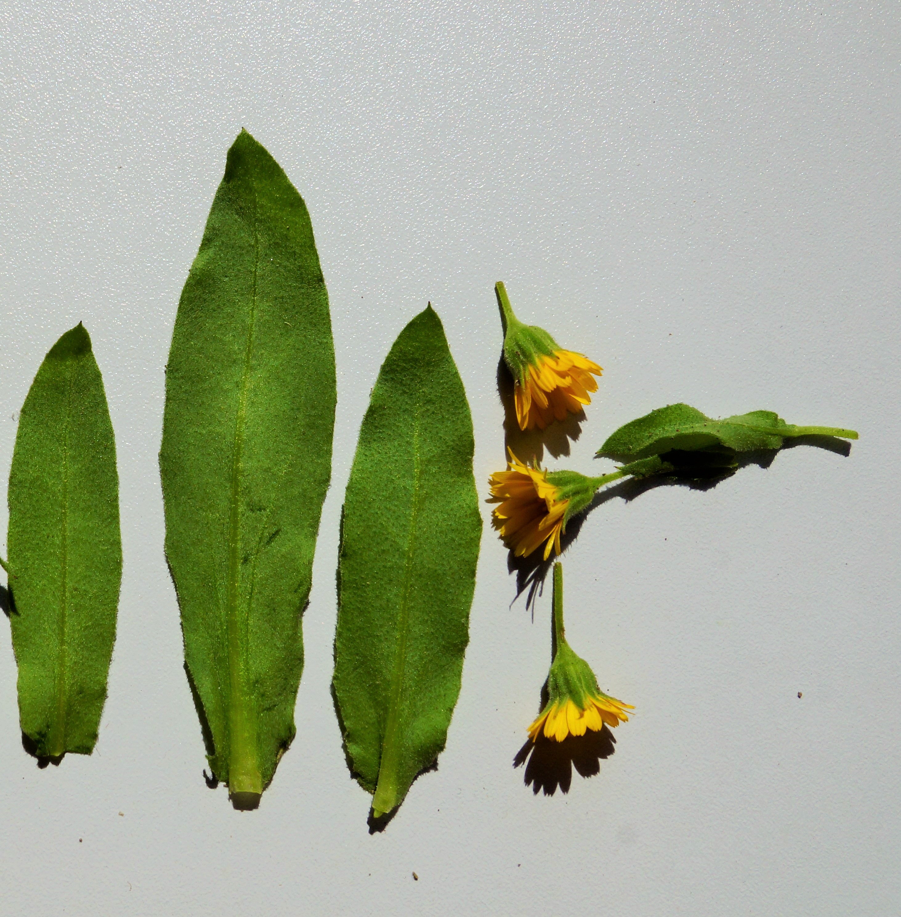 Calendula arvensis  L.