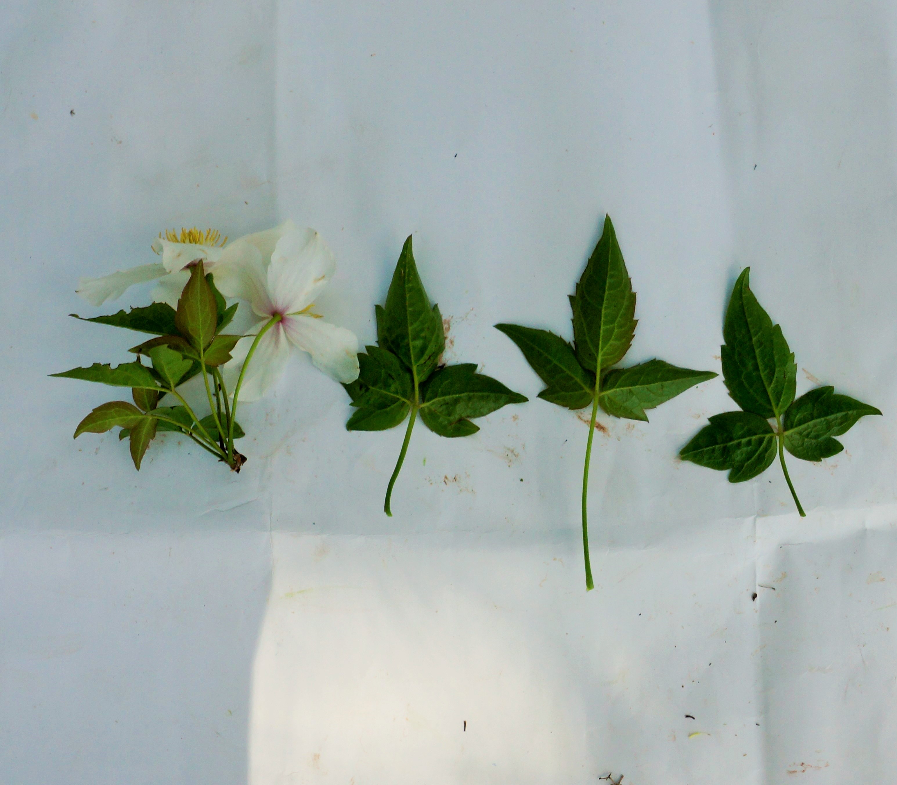 Clematis montana Buch.-Ham. ex DC.